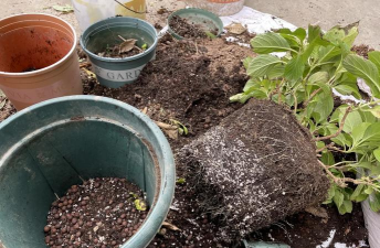 家庭养花用生根粉