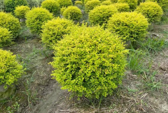 金叶女贞枯萎病症状及防治