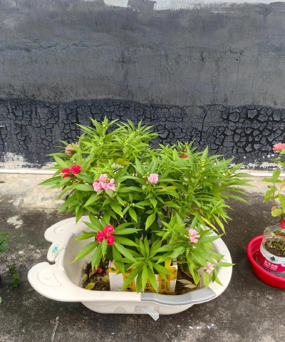 家庭养花用生根粉