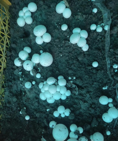 养花释放孢子菌