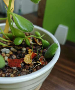 家庭养花用生根粉