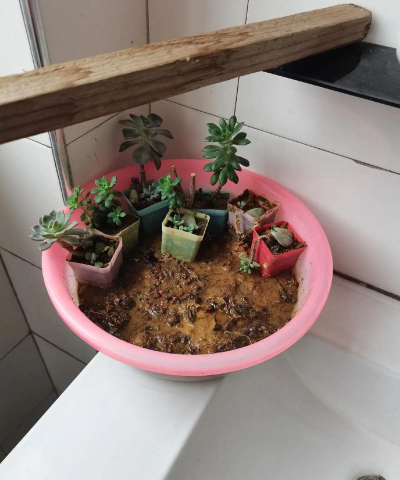 家庭养花用生根粉