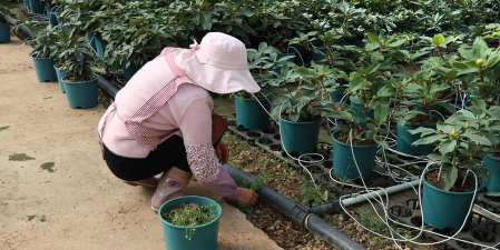 家庭养花用生根粉