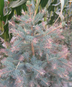 红皮云杉叶锈病的分布及防治