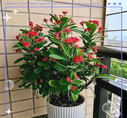 东北能过冬养花