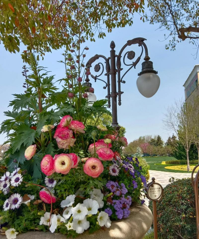 美国华盛顿养花