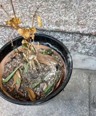 家庭养花用生根粉