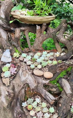 家庭养花用生根粉