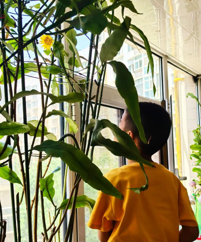 家庭养花用生根粉