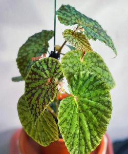 绿泡泡养花挣钱