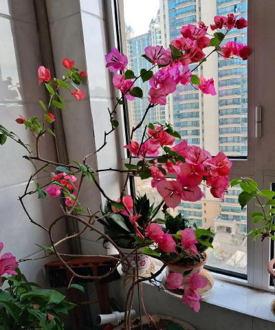 家庭养花用生根粉