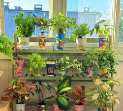 家庭养花用生根粉