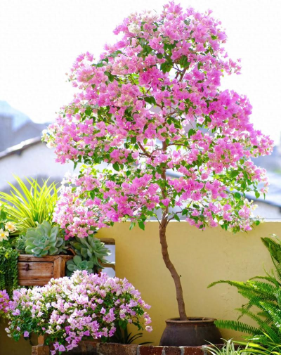 家庭养花用生根粉