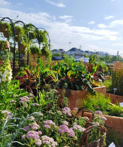 家庭养花用生根粉