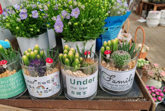 家庭养花用生根粉