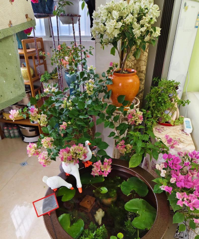 家庭养花用生根粉