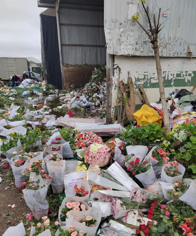 无土栽培技术，突破土壤限制，开启高效种植新篇章