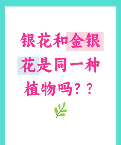 银花同于其他什么花