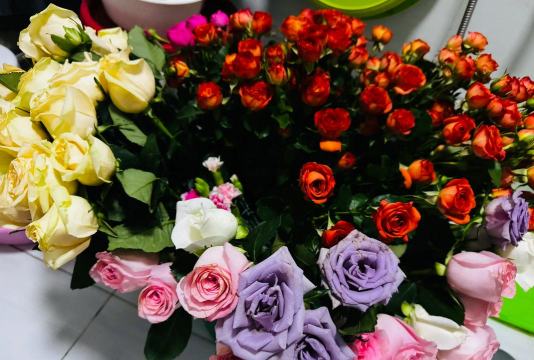 家庭养花用生根粉