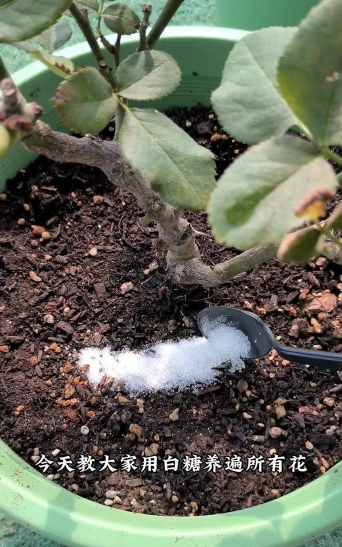 家庭养花用生根粉