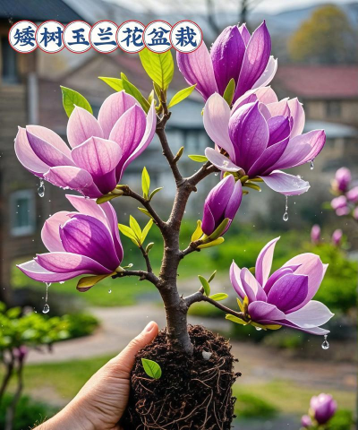 家庭养花用生根粉