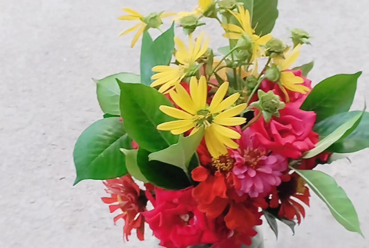 家庭养花用生根粉