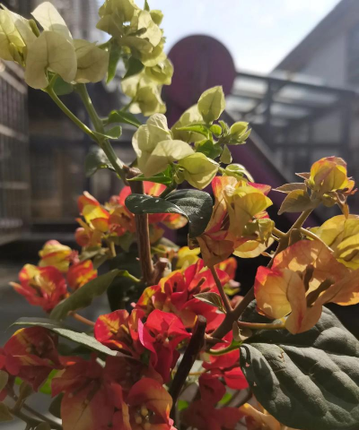 家庭养花用生根粉