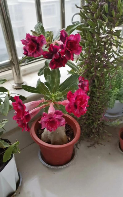 家庭养花用生根粉