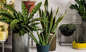 家庭养花用生根粉