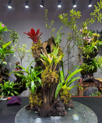 家庭养花用生根粉