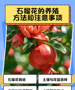 石榴花如何多开雌花