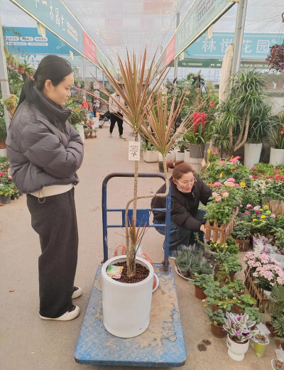 家庭养花用生根粉