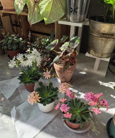 家庭养花用生根粉