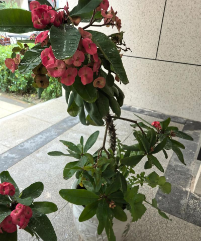 寒露过后怎么养花