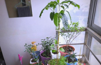 家庭养花用生根粉