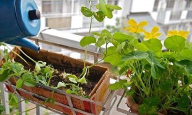 家庭养花用生根粉