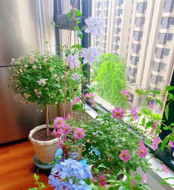 家庭养花用生根粉