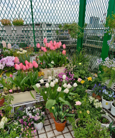 家庭养花用生根粉