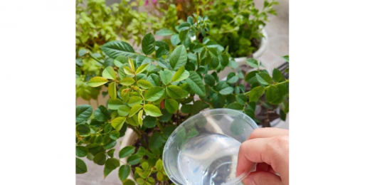 家庭养花用生根粉