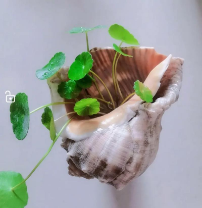 大贝壳怎么养花