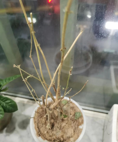 家庭养花用生根粉