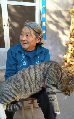 养花猫的姥姥 养花猫的姥姥