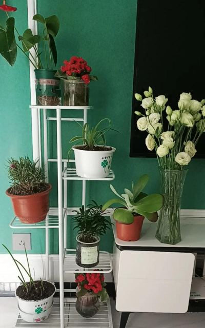 家庭养花用生根粉