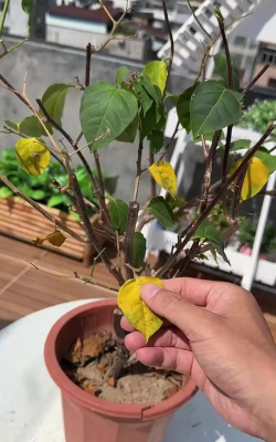 家庭养花用生根粉