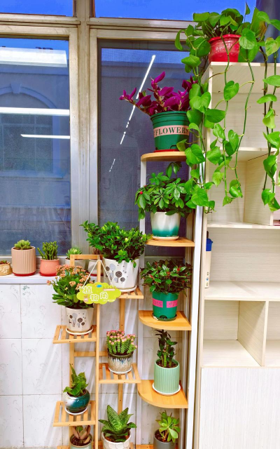 家庭养花用生根粉