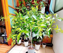 家庭养花用生根粉