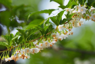 杜仲可以养花吗