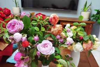 家庭养花用生根粉