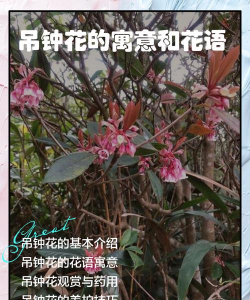 吊钟花什么意思