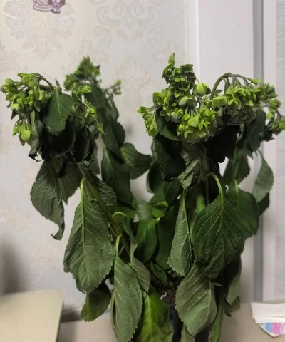 家庭养花用生根粉